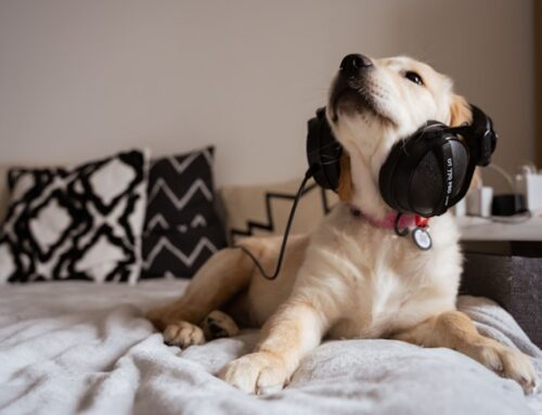 Creatively Engage Podcast Audience Between Episodes